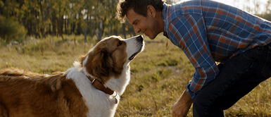 "La razón de estar contigo" es una de las películas más populares de Netflix Prepárate para llorar: La EMOTIVA película de Netflix sobre el amor incondicional de los perros
