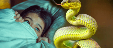 Soñar con serpientes ¿Soñaste con serpientes? Aprende lo que tu subconsciente intenta decirte
