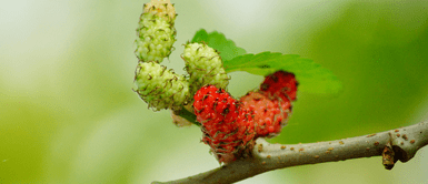 Conoce todo sobre la mora y sus propiedades nutricionales. Descubre el oro rojo: la fruta que rejuvenece tu piel y alivia tus articulaciones