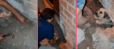 Mujer habría enterrado viva a una perrita PREÑADA en SJL y vecinos la rescatan tras oír su llanto ¡Indignante! Mujer habría enterrado viva a una perrita PREÑADA en SJL y vecinos la rescatan tras oír su llanto