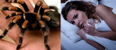 Qué significa soñar con arañas: Descubre los secretos detrás de tus sueños ¿Qué significa soñar con arañas?: Descubre los secretos detrás de tus sueños