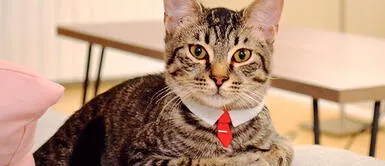 Miles de amantes de los gatos celebrarán este 8 de agosto el día de los felinos Día del gato 2024: Las 50 frases más BONITAS para dedicarle a tu gatito en esta fecha