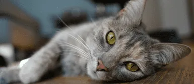 Conoce la lista de frases para expresar el gran amor que tienes por tu gatito en el cielo. 110 frases para honrar a mi GATO FALLECIDO: Recuerdos que mantendrán SU AMOR VIVO en mi corazón