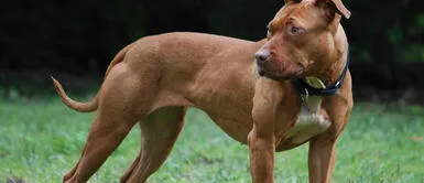 Perros asesinan a bebé de tres meses dentro de su vivienda Perros asesinan a bebé de tres meses dentro de su vivienda