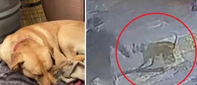 Comas: perro rescatado se convierte en héroe al frustrar asalto a trabajadora de grifo Comas: perro rescatado se convierte en héroe al frustrar asalto a trabajadora de grifo