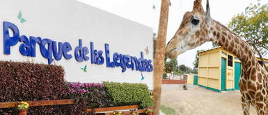 Por el Día del Niño el parque de las Leyendas entregará 100 entradas gratis. Parque de las Leyendas: actividades gratuitas por el Día del Niño ¿Quiénes podrán acceder y por qué?