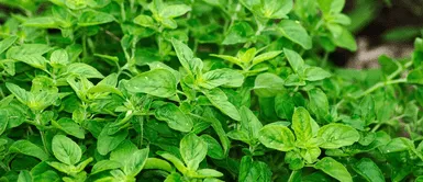 Conoce qué beneficios tiene el orégano para la salud. Descubre la hierba milagrosa que regenera colágeno y alivia el dolor de rodilla al instante