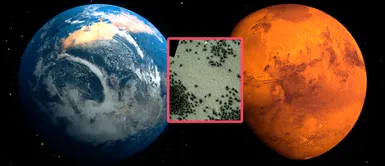 Las enigmáticas "arañas de Marte" despiertan en la Tierra: revelan el IMPENSADO significado de este fenómeno Las "arañas de Marte" despiertan en la Tierra: ¿Qué significa este fenómeno?