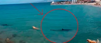 Perrito INGRESA al mar por jugar con tiburón: escenas impactan a cibernautas Perrito INGRESA al mar por jugar con tiburón: escenas impactan a cibernautas