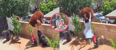 Mujer se enfrena a oso salvaje para salvar a sus mascotas de ser devorados Mujer se enfrena a oso salvaje para salvar a sus mascotas de ser devorados