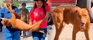 Hambriento perrito Firulais entra a buscar comida a una campaña de esterilización y sucede lo impensado Hambriento perrito Firulais entra a buscar comida a una campaña de esterilización y sucede lo impensado