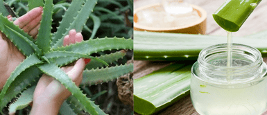 El aloe vera no debe de faltar en tu rutina de cuidado de la piel. El aloe vera: Un aliado natural para la piel
