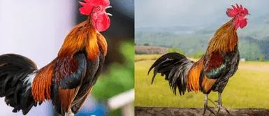 El cantar de gallo: Ritual matutino ¿Por qué el gallo canta todas las mañanas?