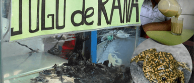 Jugo de rana perjudicial para la salud ¡Cuidado con los extractos de rana "curativos"! Expertos aseguran que no es saludable