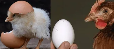A lo largo de la historia ha habido diferentes respuestas a la pregunta sobre el huevo y la gallina. ¿Qué fue primero, el huevo o la gallina? La respuesta científica y su significado
