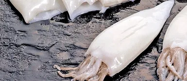 Perú, Chile y Ecuador se quedan sin pota y revelan la fatídica razón Perú, Chile y Ecuador se quedan sin pota y revelan la fatídica razón