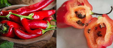 ¿Realmente el rocoto es malo para la salud? Ají picante: ¿El mejor amigo de tu salud o un enemigo silencioso?