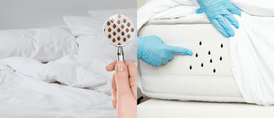 Bichos que duermen contigo. Animales que habitan en la cama: ¡Cuidado con lo que hay en tu colchón!