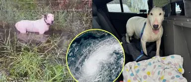 Autoridades de Florida buscan a responsables de abandonar a perrito a su suerte. Huracán Milton: perrito es abandonado a su suerte antes del paso de tormenta tropical