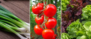 Cebollita china y otros más: investigación identifica al mercado que vende los vegetales más contaminados del Perú Cebollita china y otros más: investigación identifica al mercado que vende los vegetales más contaminados del Perú