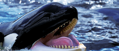 Científicos graban a manada de orcas devorando delfines en el norte de Chile y descubren nueva forma de caza Científicos graban a manada de orcas devorando delfines en el norte de Chile y descubren nueva forma de caza