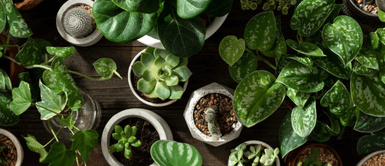 La planta que atrae la abundancia. Esta es la planta que puedes encontrar en cualquier lugar y que te ayudará a atraer abundancia a tu hogar