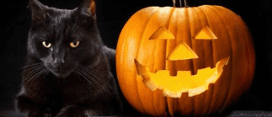Sacrificios de gatos negros en Halloween. Cómo proteger a mi gato negro de los sacrificios en Halloween: estos son los rituales