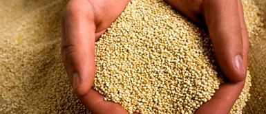 La quinua, el alimento oro está en controversia. Quinua peruana contaminada con pesticidas prohibidos en Europa hallada en tiendas orgánicas