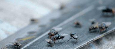 No dejes que tu casa se llene de moscas. La revelación terrorífica de las moscas que invaden tu casa