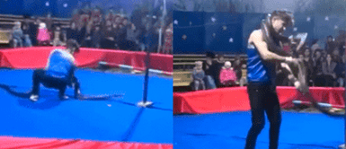 Horror en el circo: joven muere asfixiado por su propia serpiente en pleno show ante el público atónito Horror en el circo: joven muere asfixiado por su propia serpiente en pleno show ante el público atónito