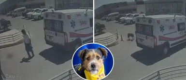 Perrito pierde la vida tras ser atropellado por una ambulancia del SAMU: chofer se burla y no lo auxilia Perrito pierde la vida tras ser atropellado por una ambulancia del SAMU: chofer se burla y no lo auxilia