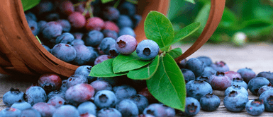 Es el país de Sudamérica que más arándanos exporta y logró superar a EE. UU. El gigante del “oro azul”: Este es el país sudamericano que exporta más arándanos que EE. UU.