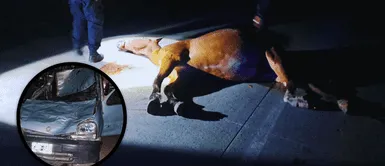 Chofer arrolla con su carro a caballo y ambos mueren en el acto. Chofer arrolla con su carro a caballo y ambos mueren en el acto