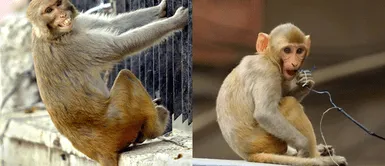 Más de 40 monos se escapan de laboratorio médico. Escapan más de 40 monos de laboratorio de investigaciones médicas en Estados Unidos