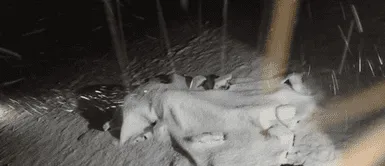 Turista muere por un rayo en Cusco. Turista argentina muere por rayo en el camino a la Montaña de 7 Colores