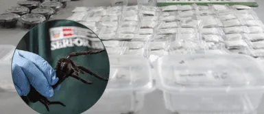 Divulgación » 15 nov 2024 Perú Un pasajero intentaba salir del aeropuerto Jorge Chávez de Lima con más de 300 tarántulas. Intervienen a turista cuando intentaba viajar con más de 300 tarántulas camufladas en su cuerpo