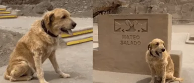Guabi, el veterano perrito que fue abandonado en una huaca limeña y hoy es embajador del patrimonio cultural Guabi, el veterano perrito que fue abandonado en una huaca limeña y hoy es embajador del patrimonio cultural