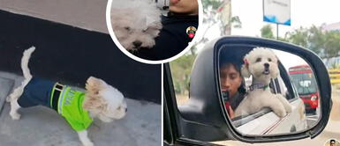 ¿Qué pasó con la perrita del asesino Darwin Condori? Qué pasó con la perrita del asesino Darwin Condori: exigen saber su paradero