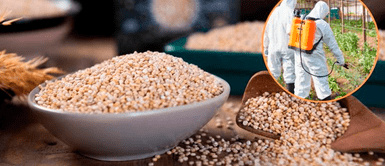 Quinua te envenena según estudio de San Marcos El alimento sagrado de los incas te está envenenando con pesticidas en Perú, según estudio de la UP y San Marcos