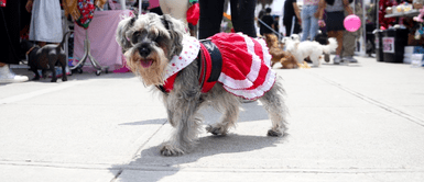 Surquillo recibe la Navidad con concurso de disfraces para mascotas Surquillo recibe la Navidad con concurso de disfraces para mascotas
