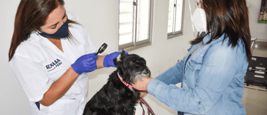 Requisitos para que tu mascota salga del país. ¿Viajas con tu mascota? Estos son los requisitos indispensables para salir o entrar del país