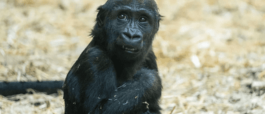 Gorila de dos años muere tras recibir un portazo. ¡Impactante tragedia! Gorila de 2 años muere tras recibir un violento portazo en zoológico