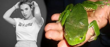 Kambó, el polémico veneno que se usa en Sudamérica como medicina. ¿Qué es el Kambó bebida que envenenó y provocó la muerte de la actriz Marcela Alcaraz?