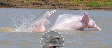 ¡Terrible noticia para los peruanos! Delfín rosado del Amazonas se extinguirá en menos de 50 años ¡Terrible! Delfín rosado del Amazonas se extinguirá en menos de 50 años