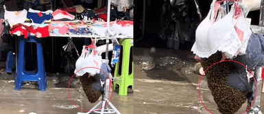 Abejas en Gamarra. ¡Inesperada Invasión! Puesto de ropa interior en Gamarra se llena de abejas y se forma un panal en plena tarde