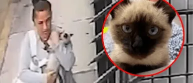 Roban gato y exigen 5 mil soles para devolverlo. ¡Impactante! Secuestran a gato de 3 meses y exigen S/5.000 para evitar que lo devuelvan 'en pedacitos'