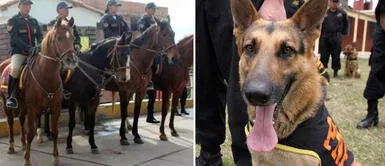 Denuncian la desaparición de casi 30 perros y 20 caballos de la Policía Nacional del Perú Denuncian la desaparición de casi 30 perros y 20 caballos de la Policía Nacional del Perú