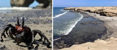 Derrame de petróleo en Piura afectó 10 mil M2 de la playa Lobitos Derrame de petróleo en Piura afectó 10 mil M2 de la playa Lobitos