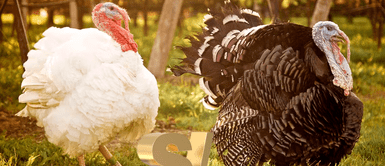Pavo blanco vs Pavo negro Por qué el pavo negro es más caro que el pavo blanco en Navidad