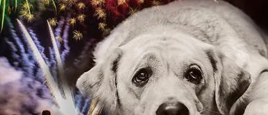 Lima registra decenas de perros perdidos por pirotecnia usada en Navidad Lima registra decenas de perros perdidos por pirotecnia usada en Navidad